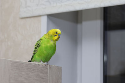 Close-up of parrot perching on wood