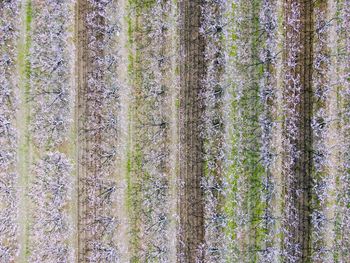 Full frame shot of snowy bare trees in forest