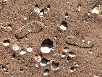 High angle view of shells on beach