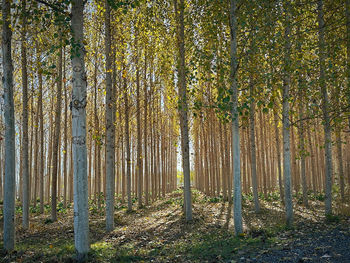 Trees in forest