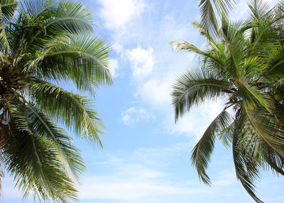 Low angle view of palm trees against sky