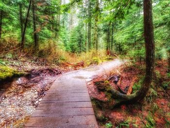Dirt road amidst trees