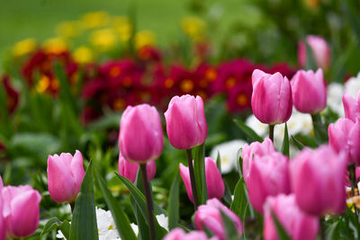 Close-up of pink tulips in field