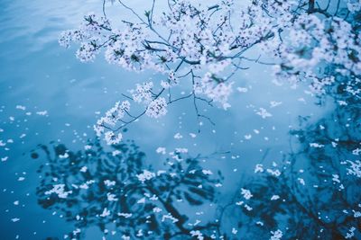 Close-up of flower tree against sky