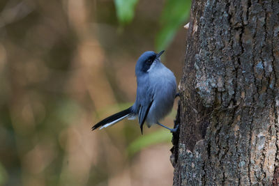 Close-up of bird perching on tree trunk