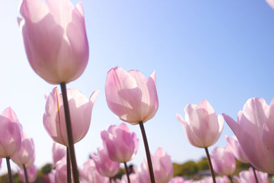 Close-up of pink tulips against sky