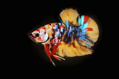 Close-up of fish swimming in sea