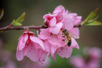 Close-up of bee pollinating on pink flower