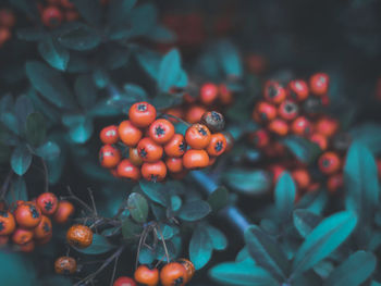 Close-up of red berries growing on plant