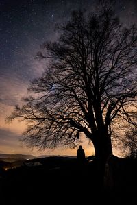 Silhouette of bare tree at sunset