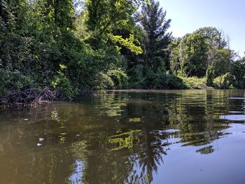 Scenic view of lake against trees in forest