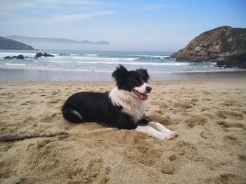 Dog on beach