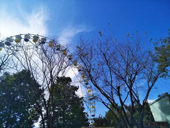 Low angle view of trees against blue sky