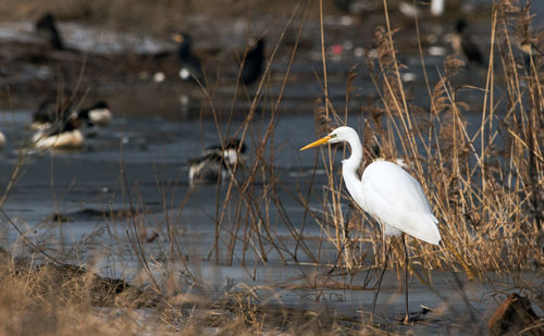 Bird perching on a lake