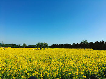 Scenic view of oilseed rape field against clear sky