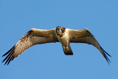 Low angle view of eagle flying against clear blue sky