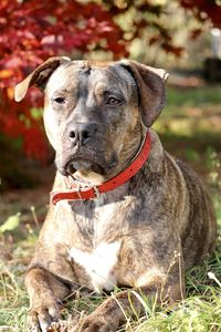 Beautiful amstaff dof looking away while sitting on land