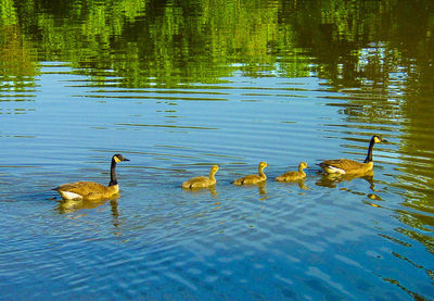 Ducks swimming in lake