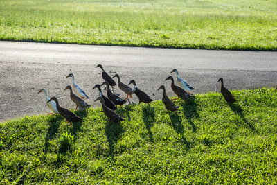 High angle view of bird on field