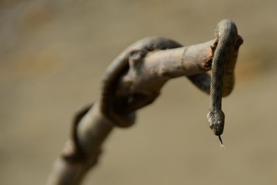 Snake on the tree branch with loll out tongue