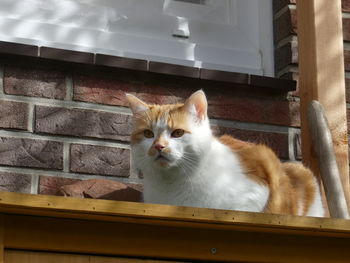 Low angle view portrait of cat