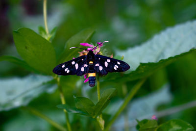 Close-up of butterfly pollinating flower