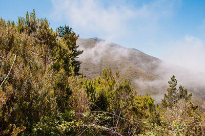 Plants growing on land against sky