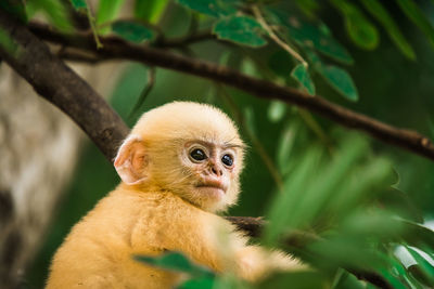 Close-up of monkey on branch