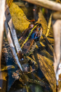 Close-up of frog on tree