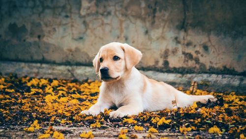 Close-up of puppy sitting on yellow flowers