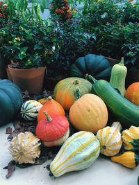 View of pumpkins and plants