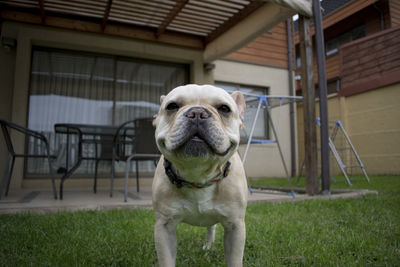 Portrait of dog in backyard