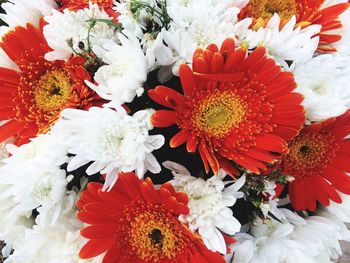 Close-up of marigold flowers