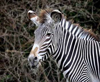 Zebra standing on field