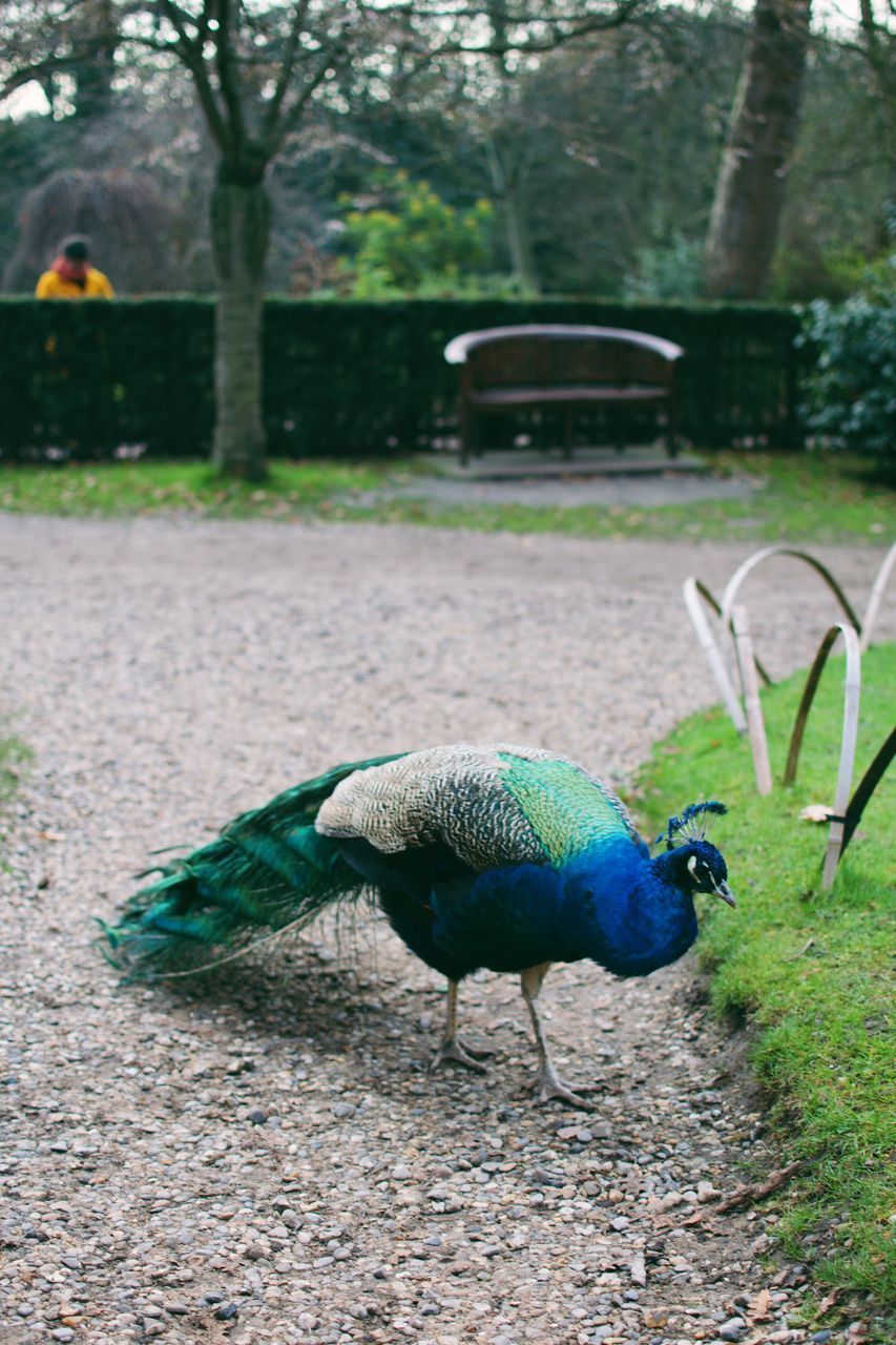 HIGH ANGLE VIEW OF A PEACOCK