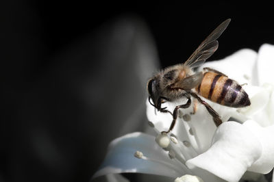 Close-up of bee pollinating