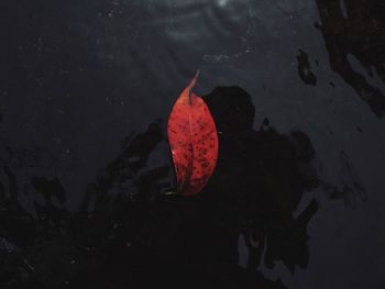 High angle view of red leaf floating on lake