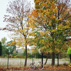 Trees in park