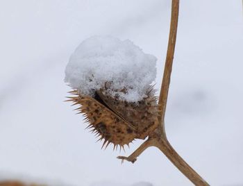 Close-up of plant against sky