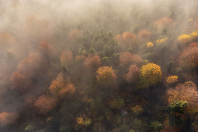 Aerial view of the foggy forest during autumn