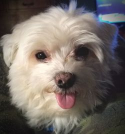 Close-up portrait of dog