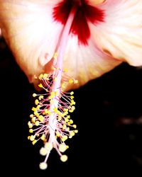 Close-up of fresh flower