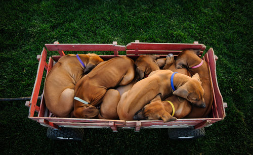 Dog sleeping in crate on grass