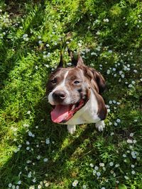 Dog looking at camera with smile in green grass and flowers