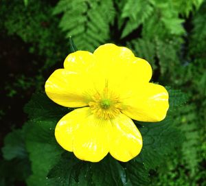 Close-up of yellow flower