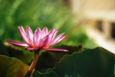 Close-up of pink water lily