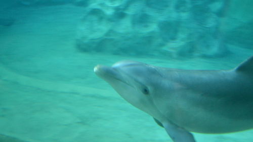 Close-up of fish underwater