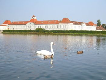 Swan floating on lake against sky