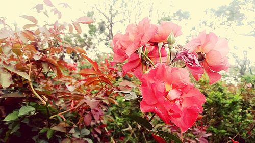 Close-up of red flower