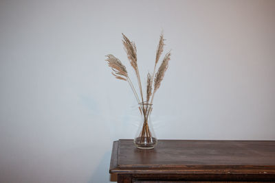 Close-up of feather on table against wall